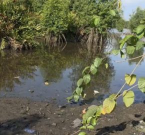Terrain bingerville pieds dans l’eau