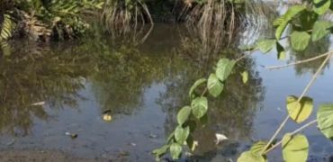 Terrain bingerville pieds dans l’eau